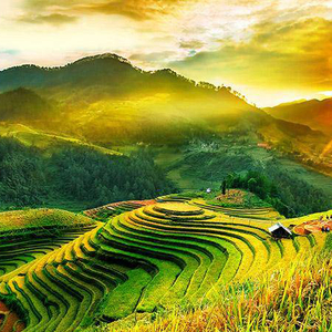 MÙ CANG CHẢI MÙA LÚA CHÍN