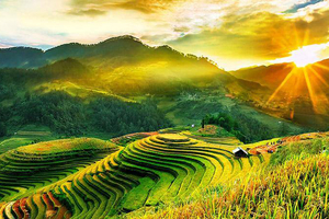 MÙ CANG CHẢI MÙA LÚA CHÍN