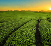 MỘC CHÂU - SƠN LA - ĐIỆN BIÊN - SAPA