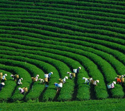 SƠN LA - ĐIỆN BIÊN - MỘC CHÂU